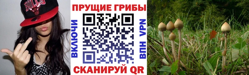 ОМГ ОМГ рабочий сайт  Суворов  Псилоцибиновые грибы GOLDEN TEACHER  цены наркотик 